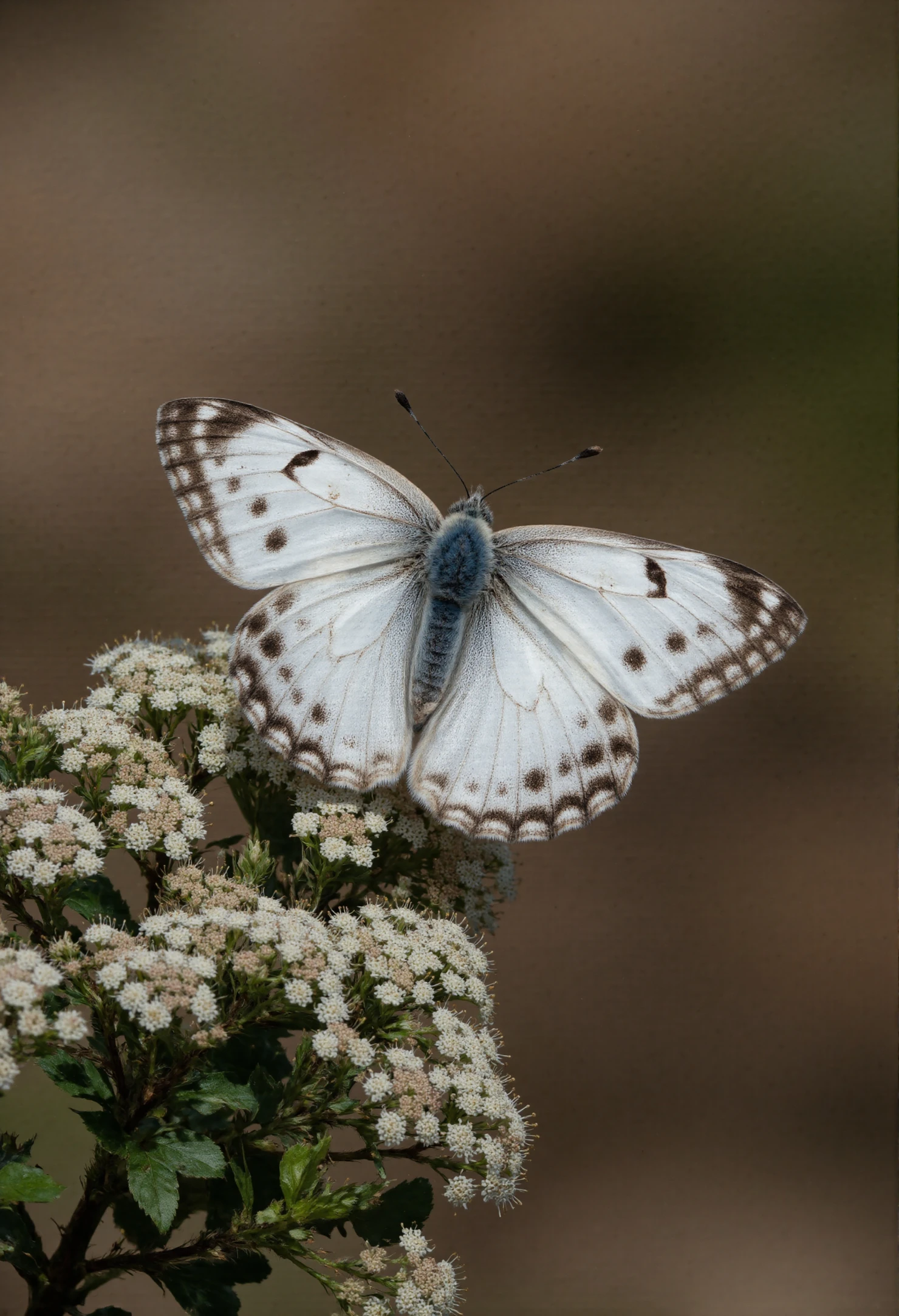 Pale White Butterfly Perched on a Cluster of Small White Flowers #40545