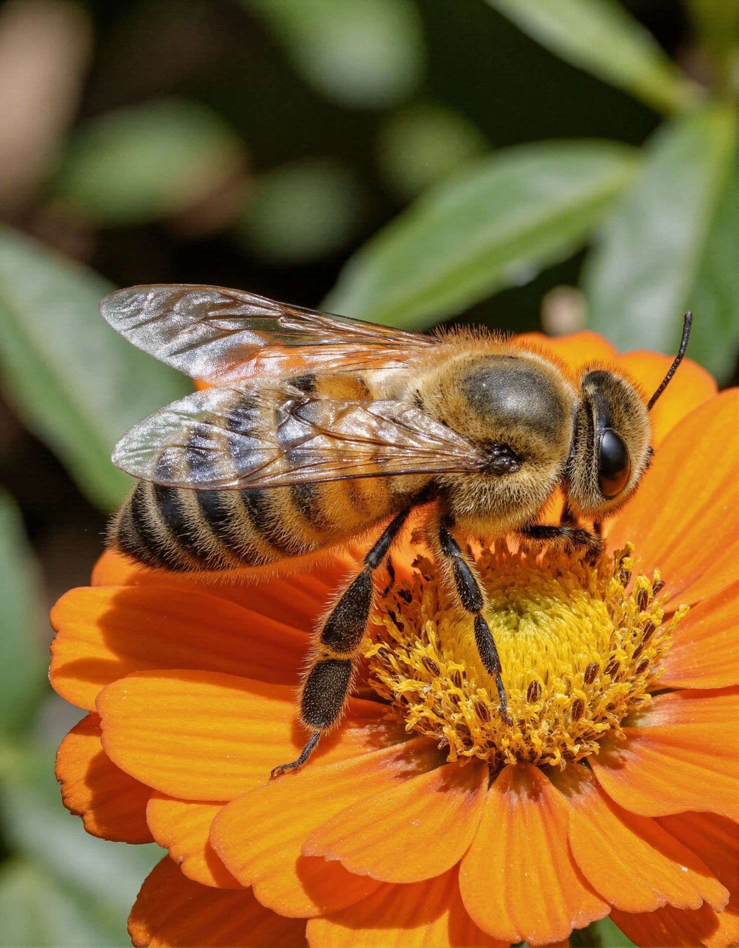 Honey Bee Collecting Nectar on a Vibrant Orange Flower #40546