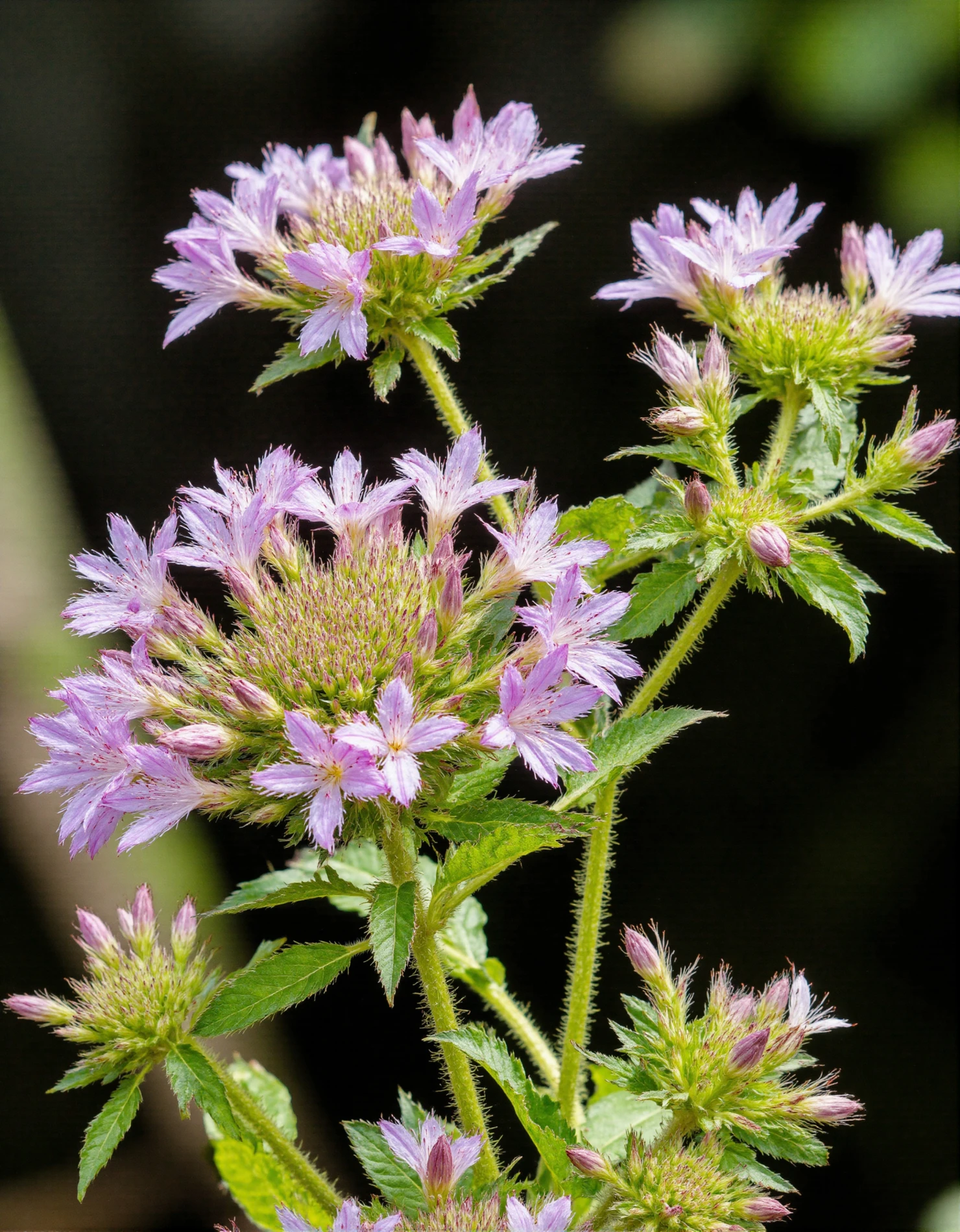 Delicate Pinkish-Purple Wildflowers in Bloom #40549