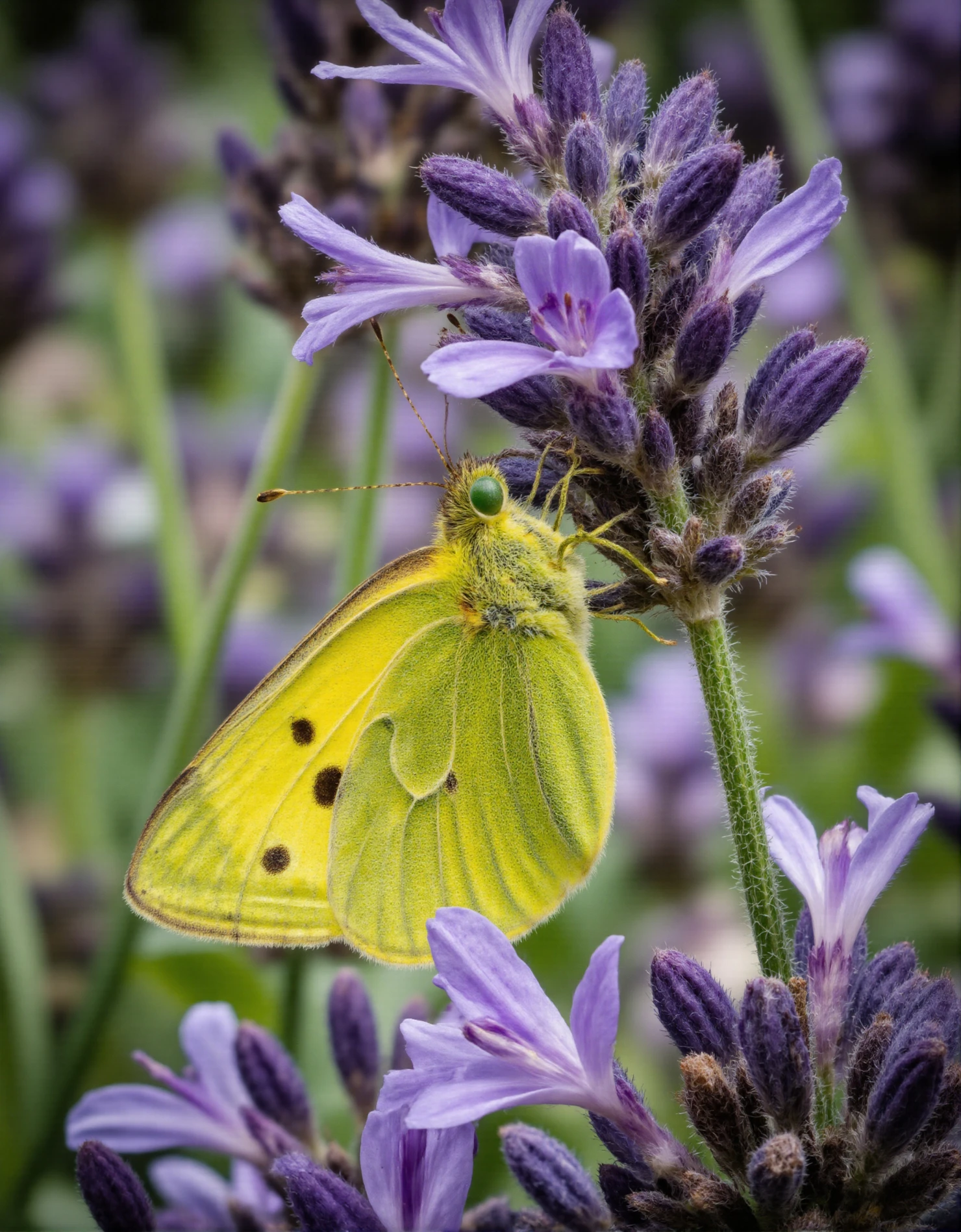 Sulphur Butterfly Resting on Fragrant Lavender Flowers #40551