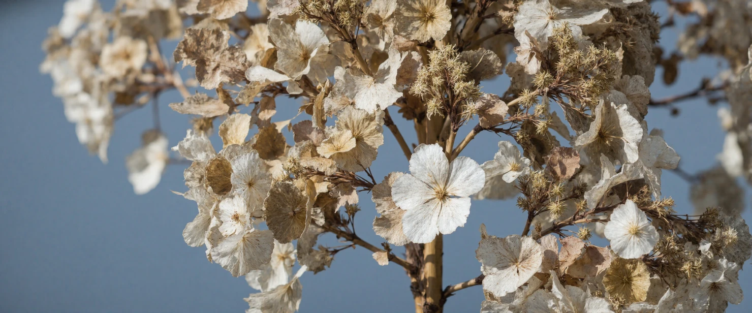 Withered Hydrangea Blooms Against a Winter Sky #40552