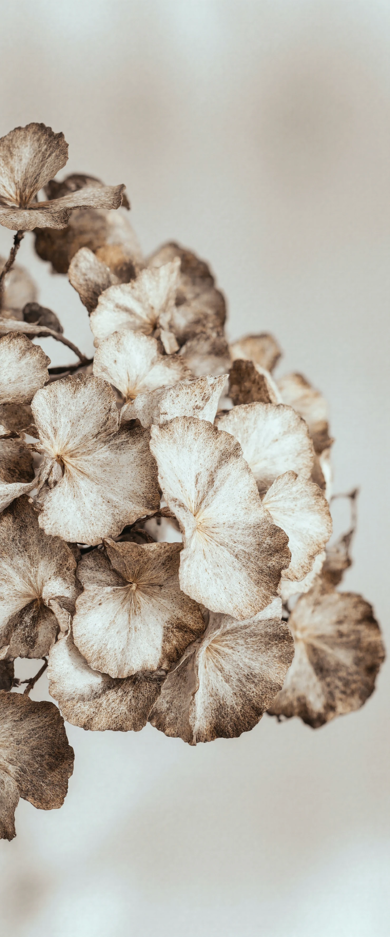 Dried Hydrangea Blooms in Muted Tones #40553