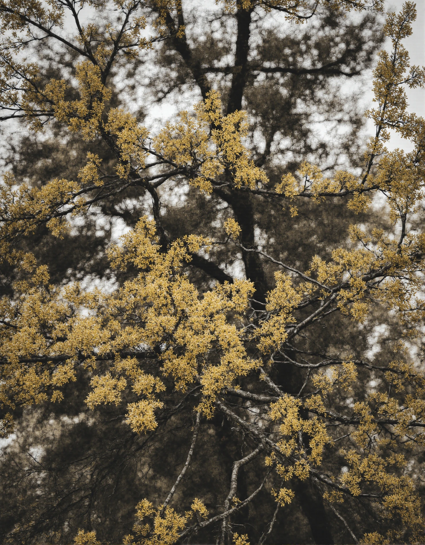 Golden Blossoms Adorning a Tree in Spring #40554
