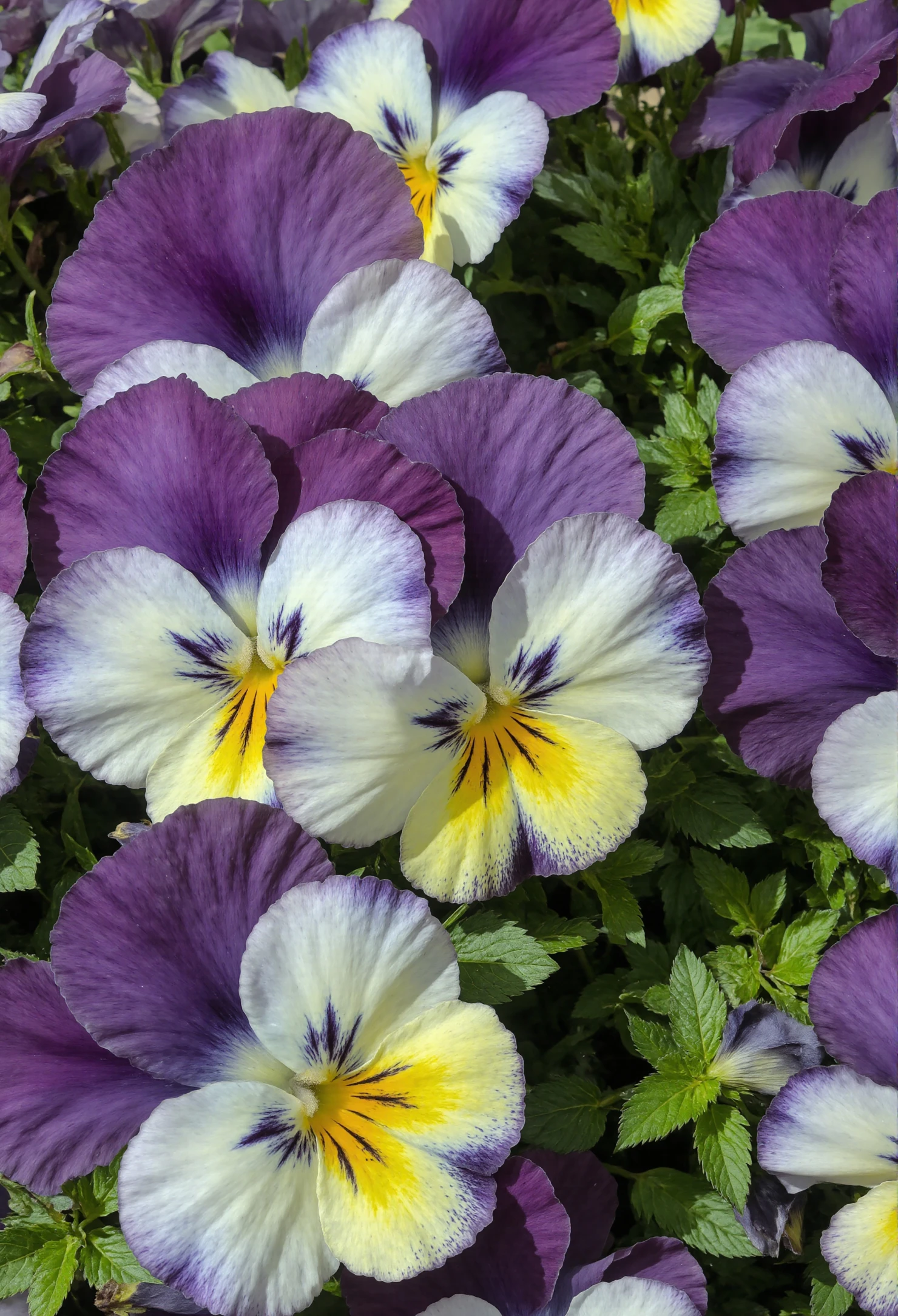 Vibrant Purple and White Pansies in Full Bloom #40555