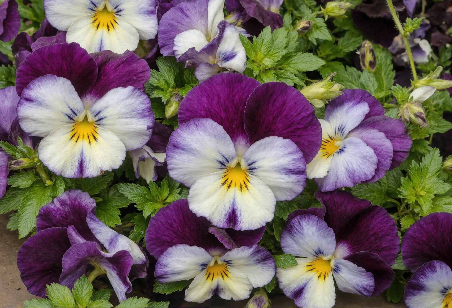 Vibrant Purple and White Pansies in Full Bloom #40556
