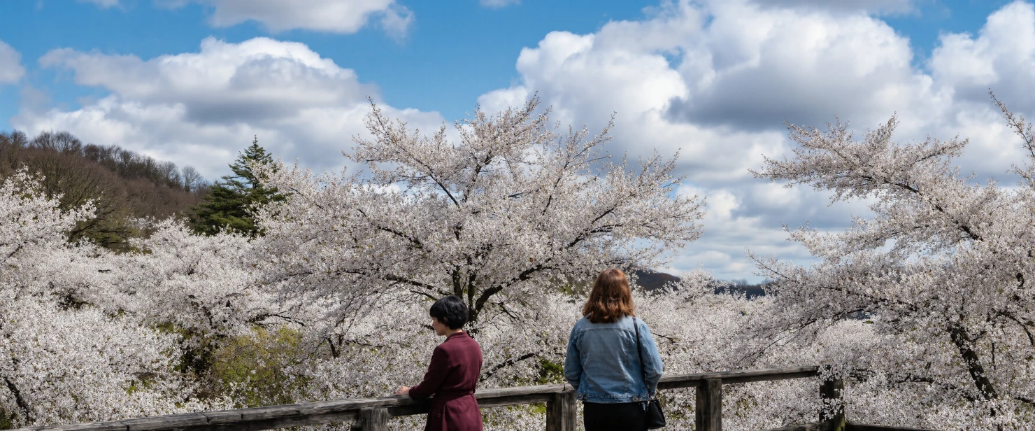 Cherry Blossom Viewing with Mount Fuji in the Distance #40557
