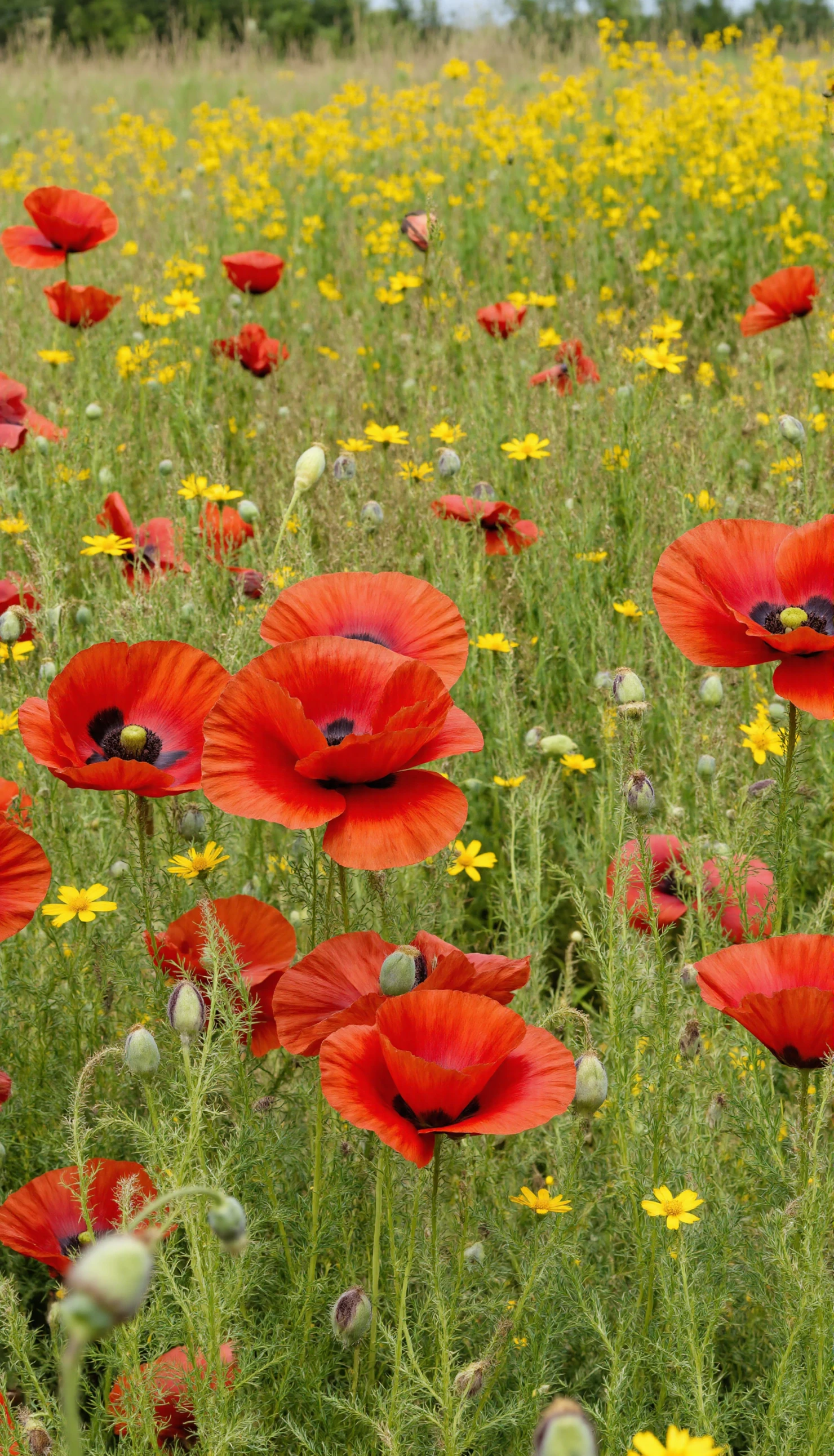 Vibrant Red Poppies and Yellow Wildflowers in a Sunny Field #40558