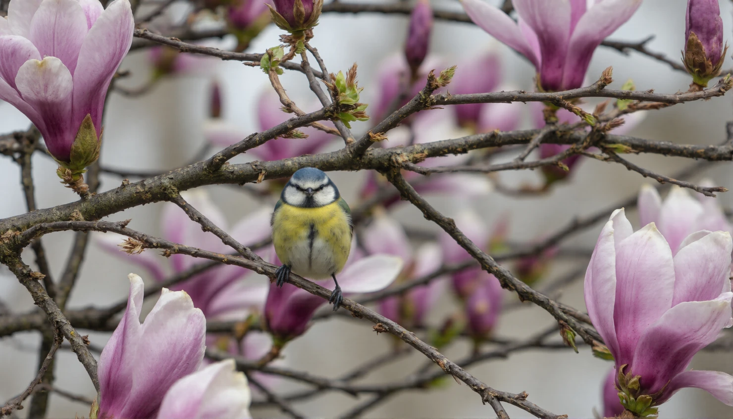Blue Tit Amidst Magnolia Blossoms #40561
