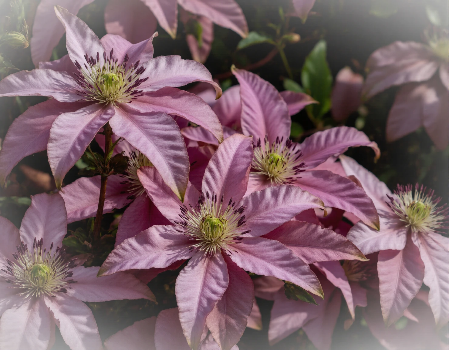 Soft Pink Petals of Blooming Clematis #40563