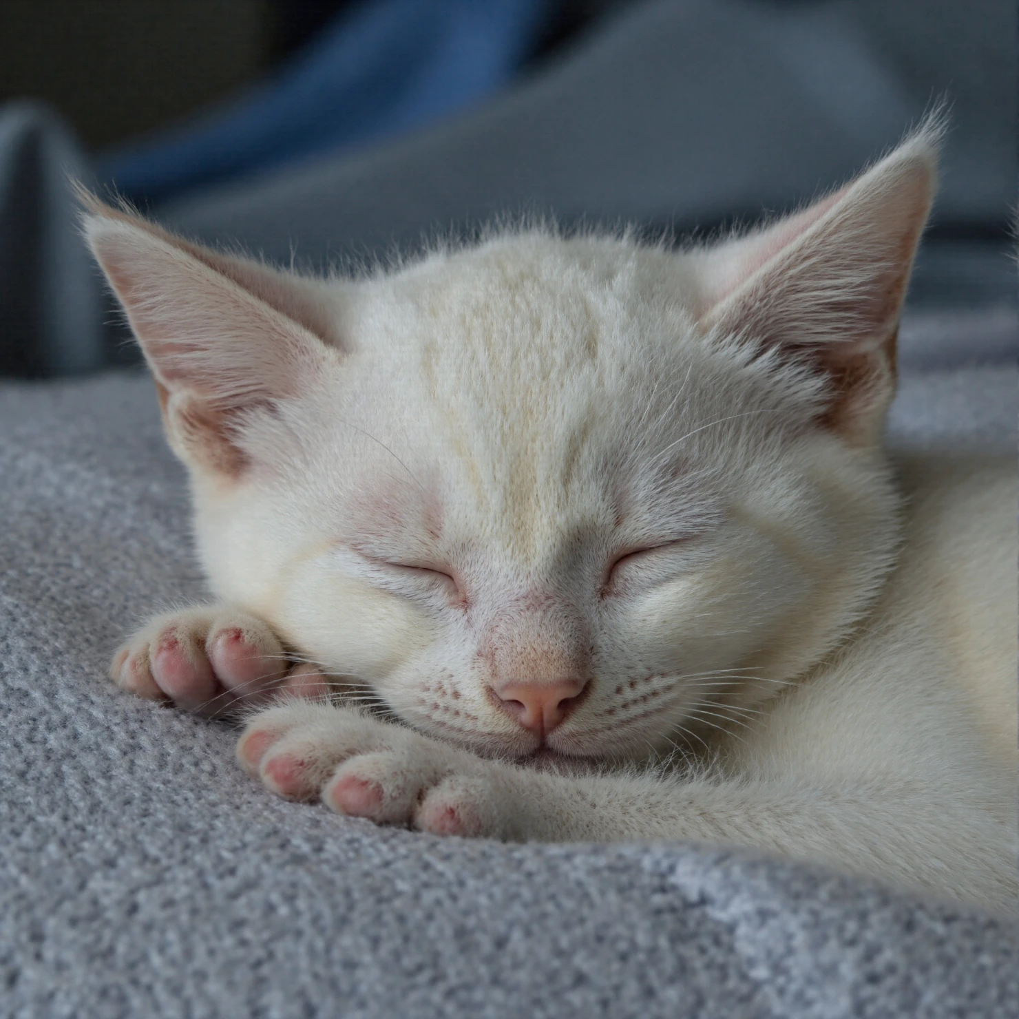Peaceful Sleep of a White Kitten #40565