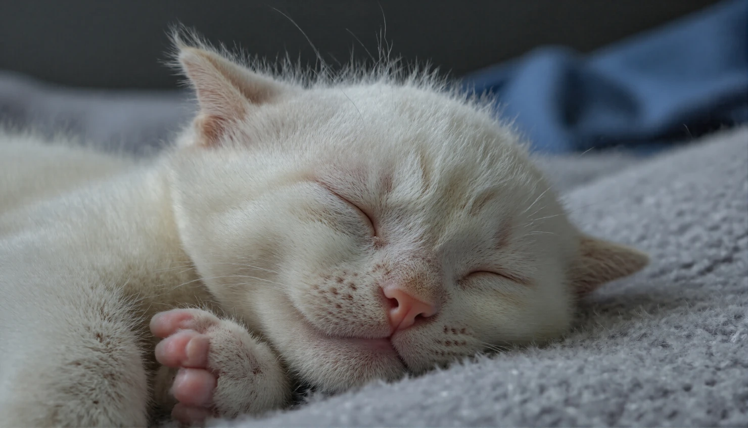 Peaceful White Kitten Sleeping Soundly #40566
