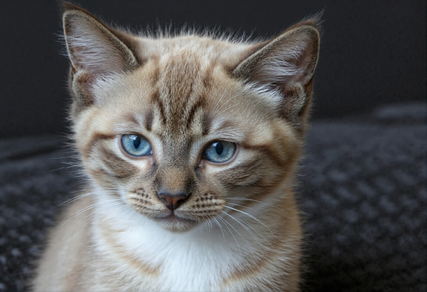 Adorable Blue-Eyed Tabby Kitten Staring Intently #40568