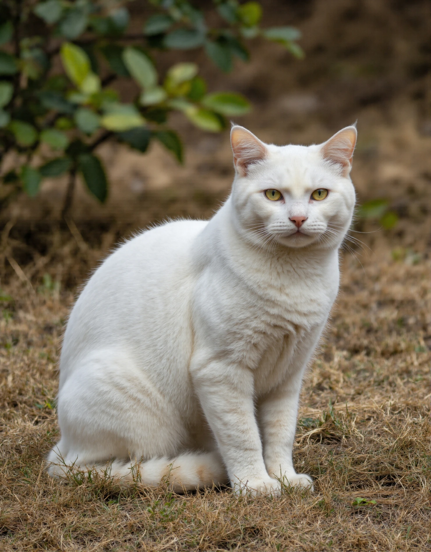 White Cat with Yellow Eyes Sitting Outdoors #40571