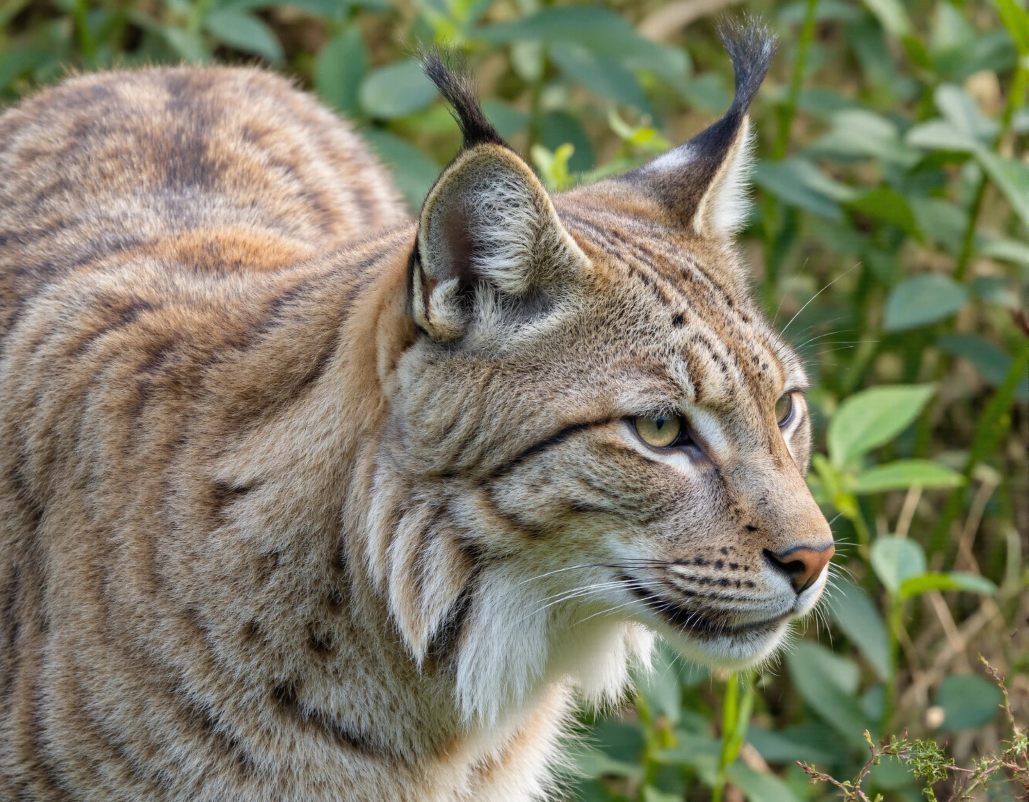Close-up portrait of a watchful lynx in natural surroundings #40572