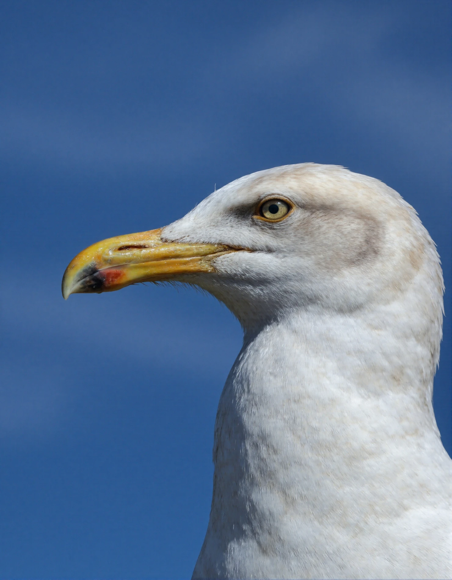 Close-up of a Seagull's Head Against a Clear Blue Sky #40574