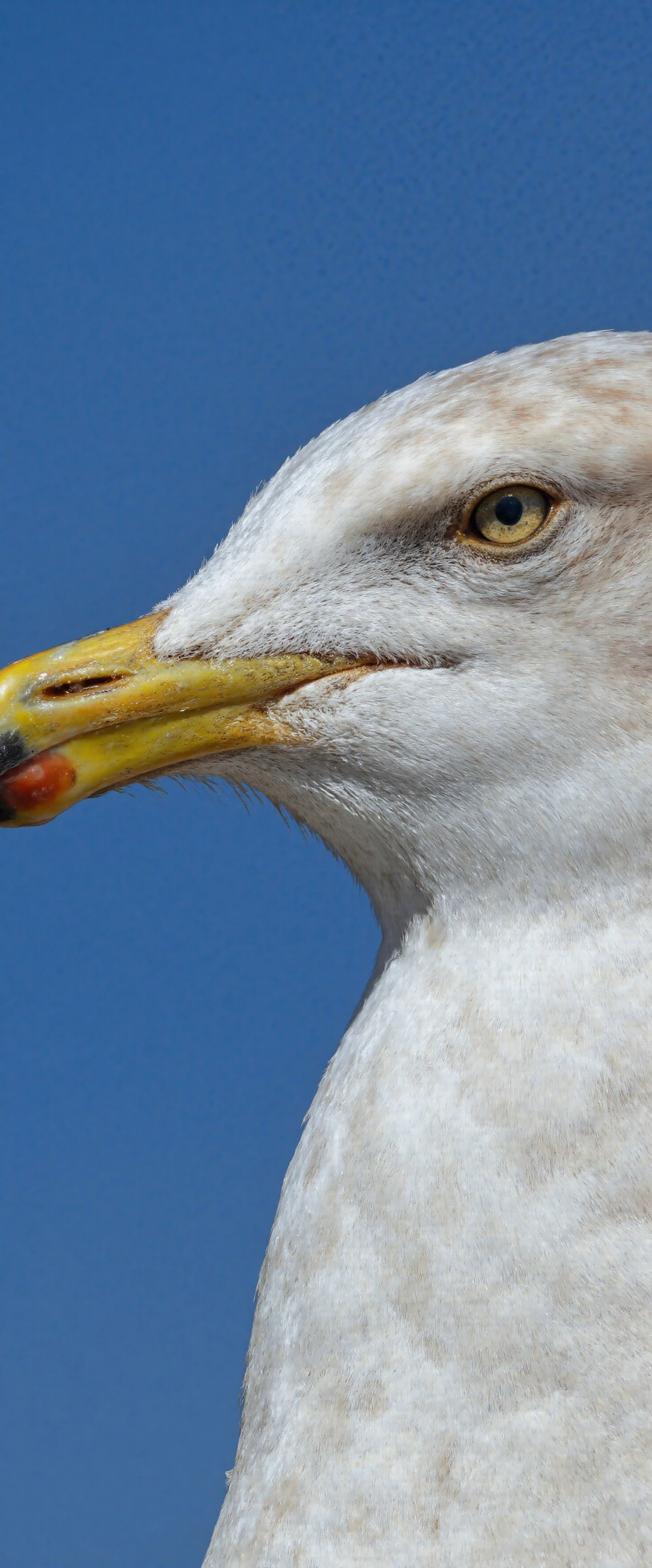 kySeagull Portrait Against a Clear Blue Sky #40575