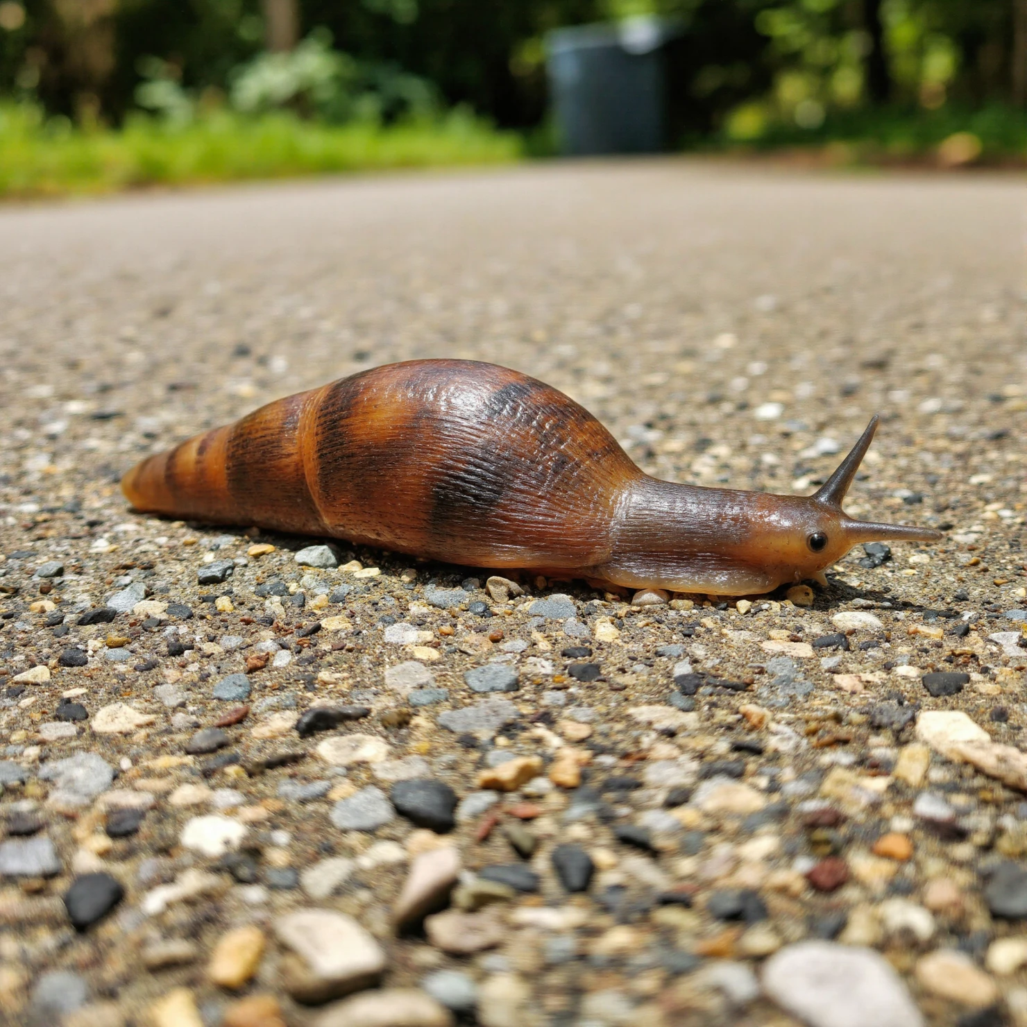 Close-up of a Snail with a Shell on a Gravel Path #40577
