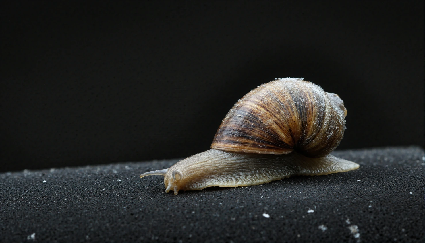Close-up of a Snail on a Dark, Gritty Surface #40578