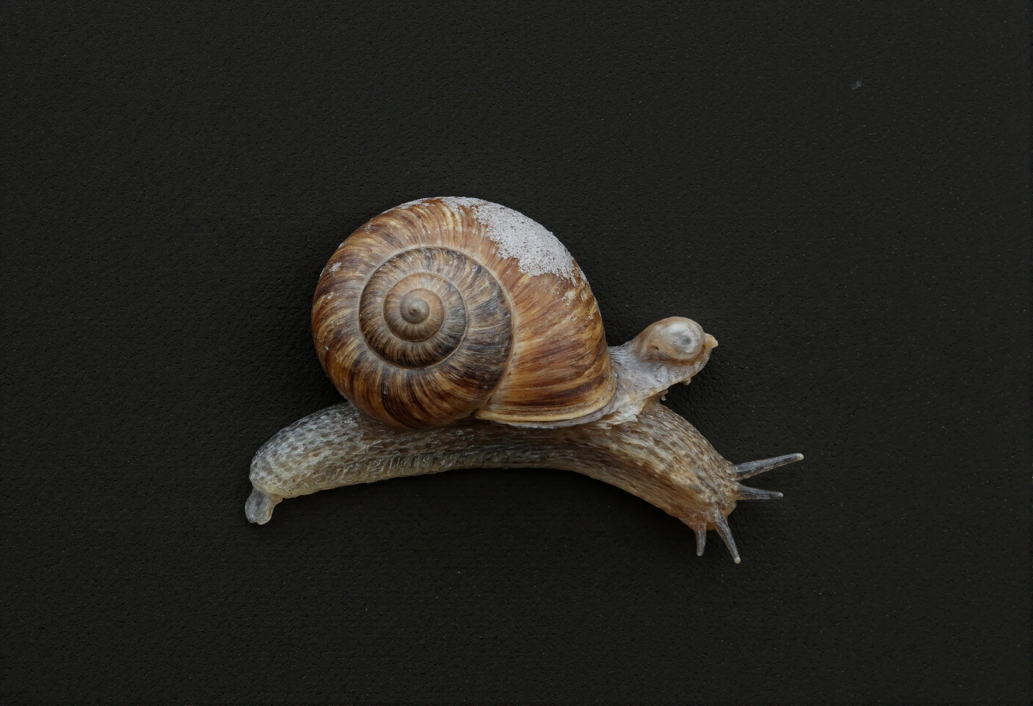 Common Garden Snail on a Dark Surface #40579