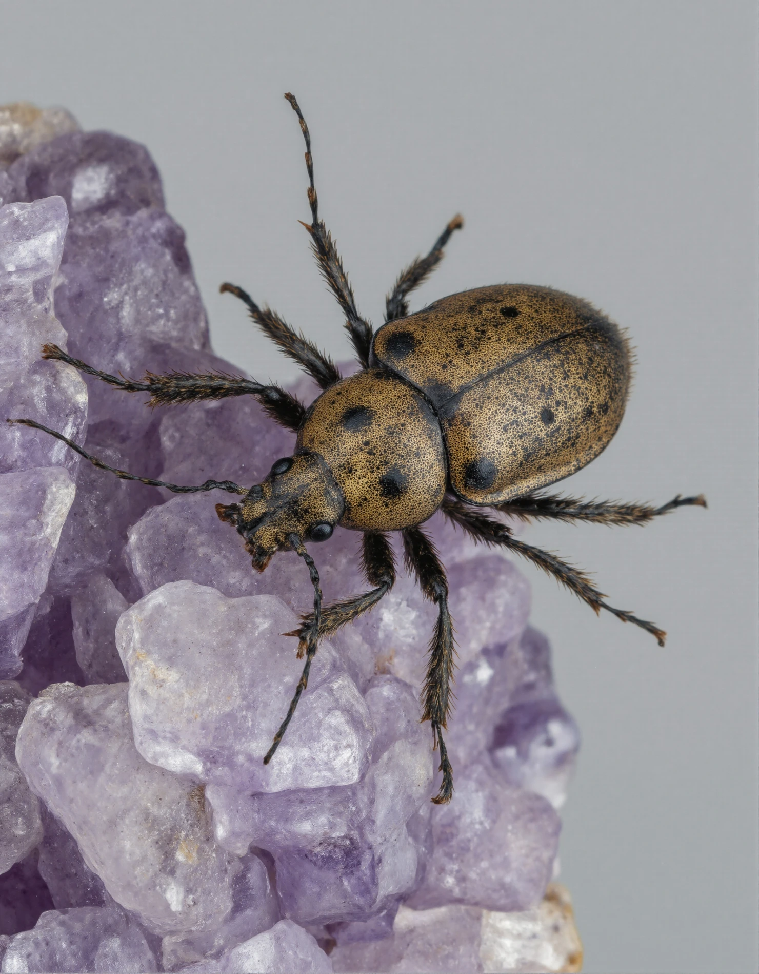 Spotted Beetle Perched on Vibrant Amethyst Crystals #40581