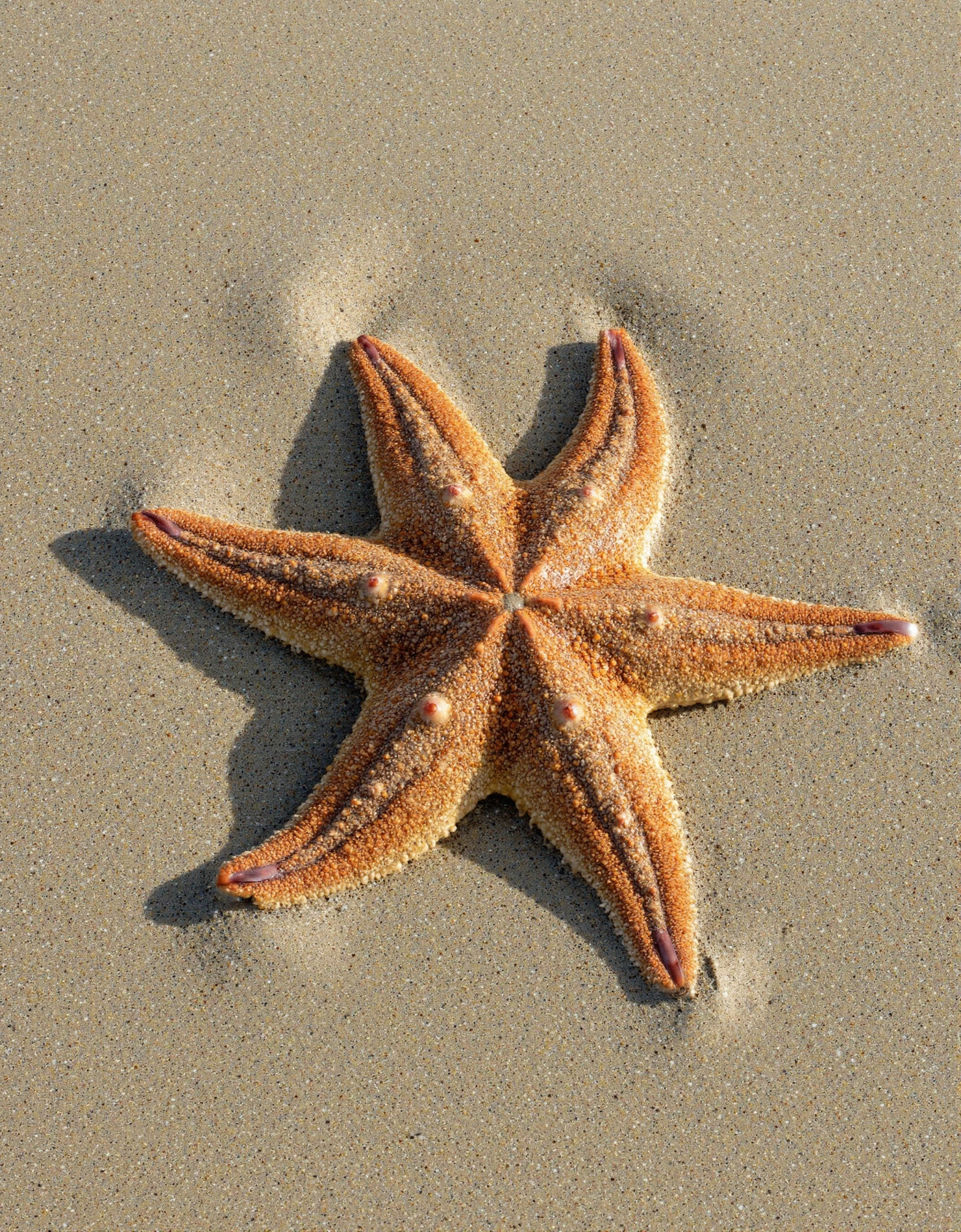 Starfish on Sandy Beach #40582