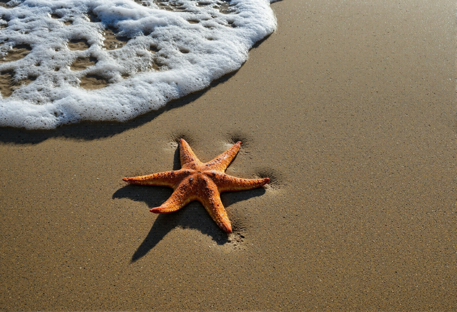 Starfish on a Sandy Beach with Foaming Ocean Wave #40583