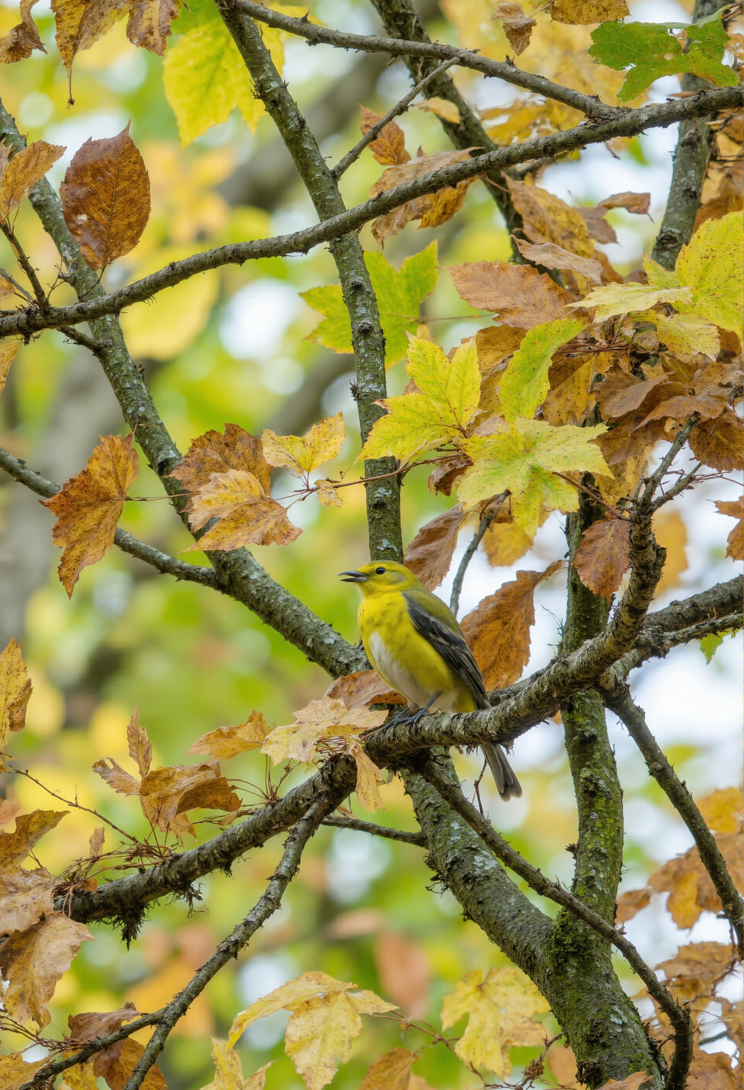 Vibrant Yellow Bird Perched Amidst Autumn Leaves #40584