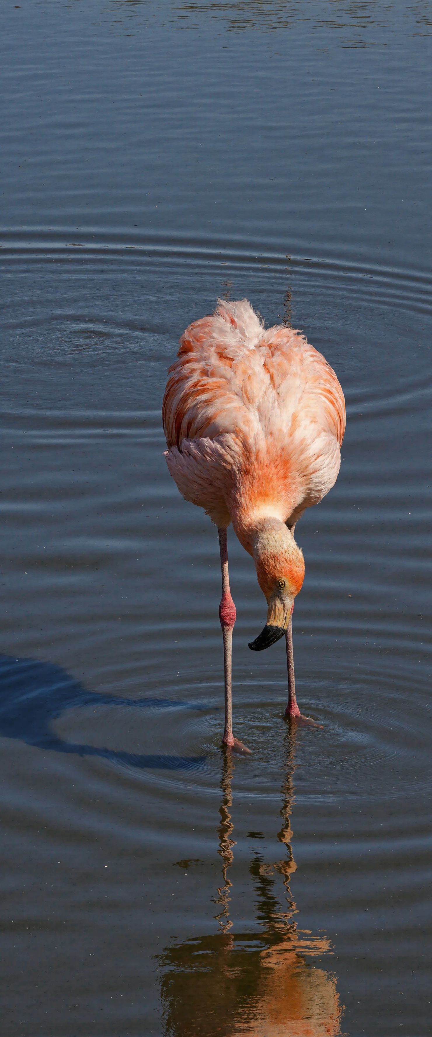 Pink Flamingo Foraging in Shimmering Water #40590