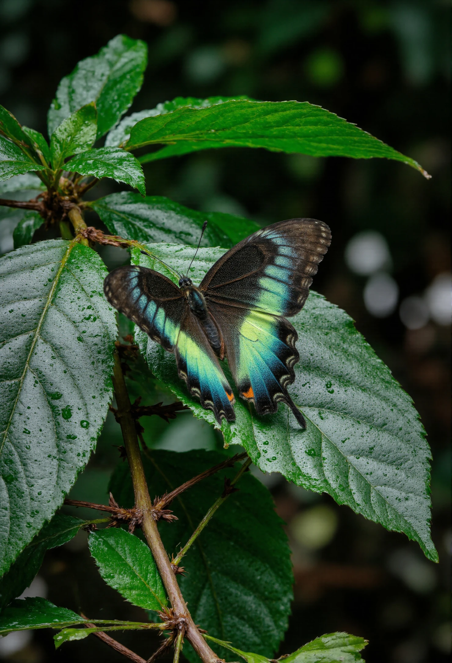Vibrant Blue and Green Butterfly on Dew-Kissed Leaf #40591