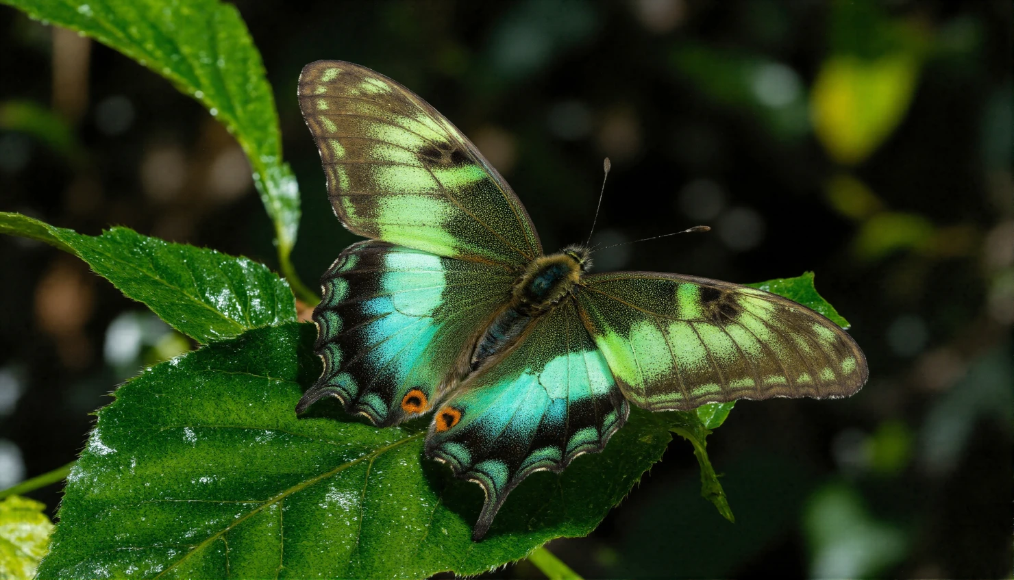 Vibrant Green and Blue Butterfly on a Leaf #40592