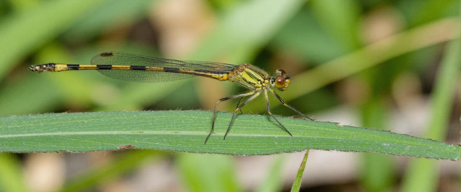 Damselfly Resting on a Green Leaf #40593