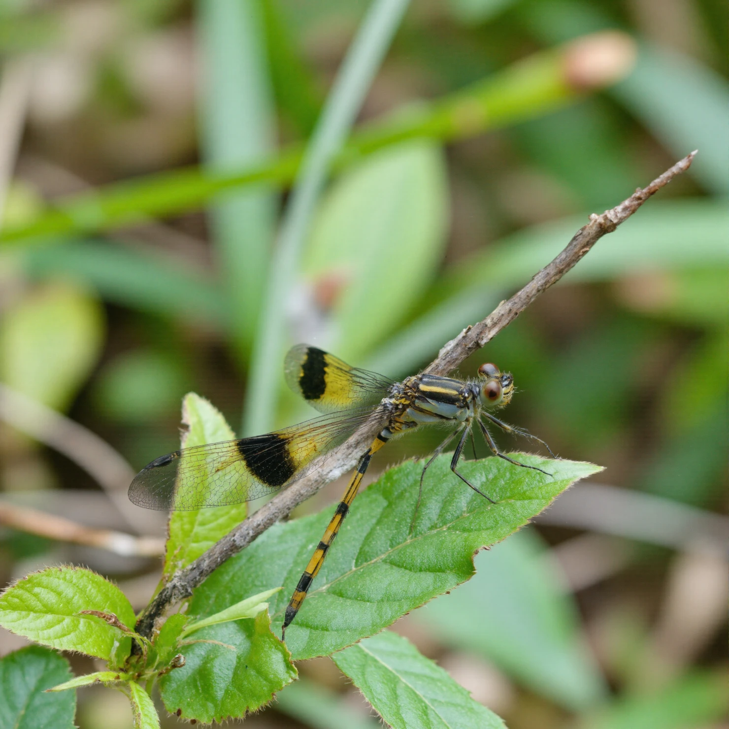 Yellow and Black Dragonfly Perched on a Twig in Nature #40594