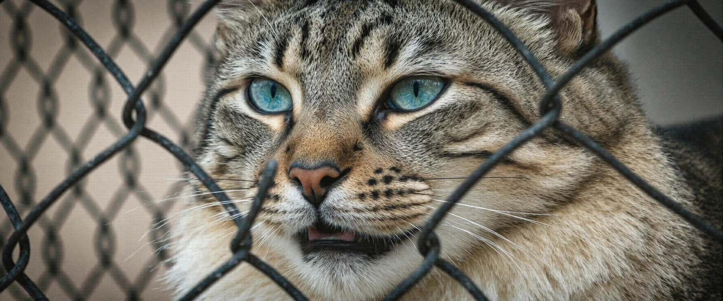 Intense Gaze of a Blue-Eyed Cat Behind a Fence #40597