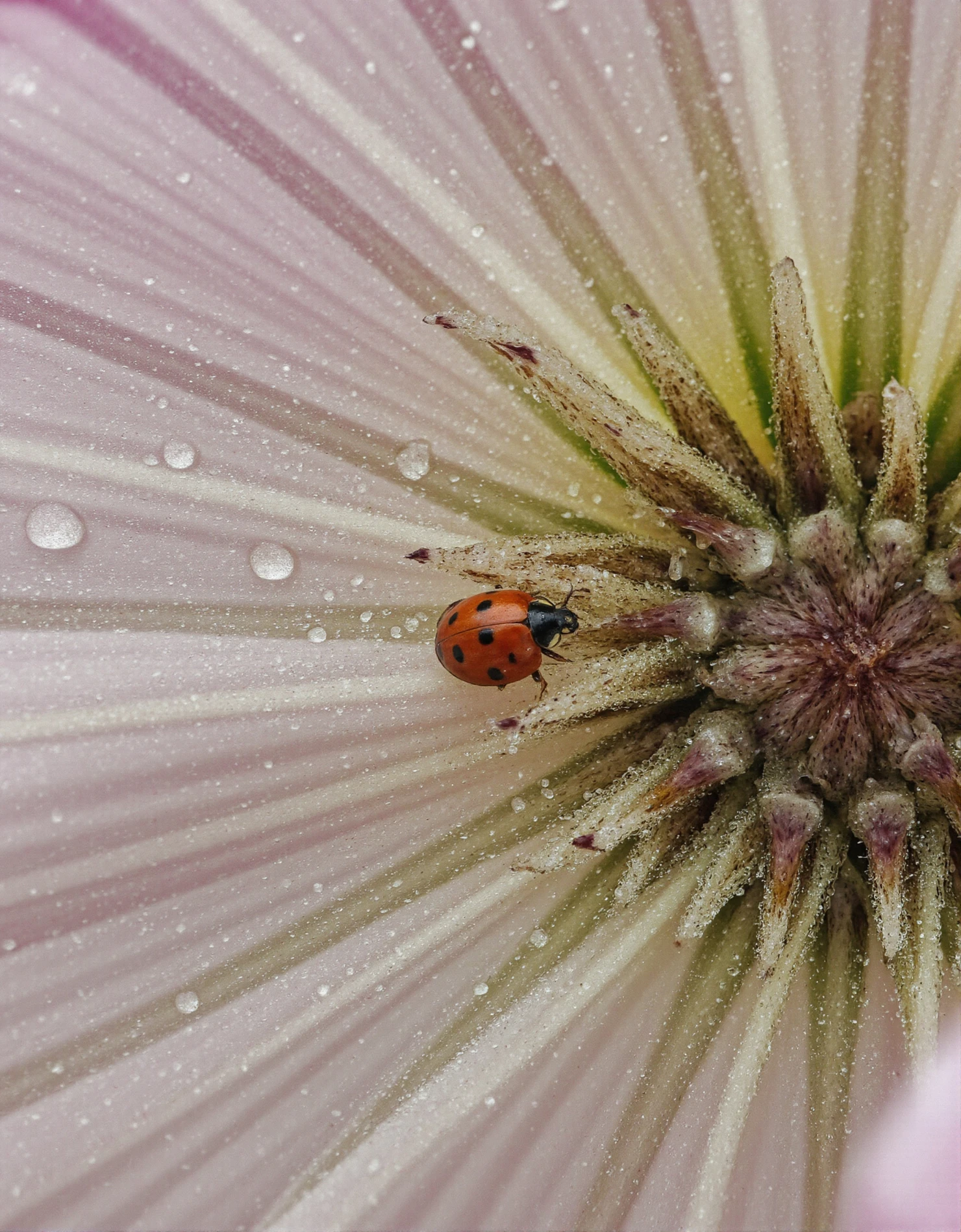 Ladybug on a Pink Flower Petal with Dew Drops #40599