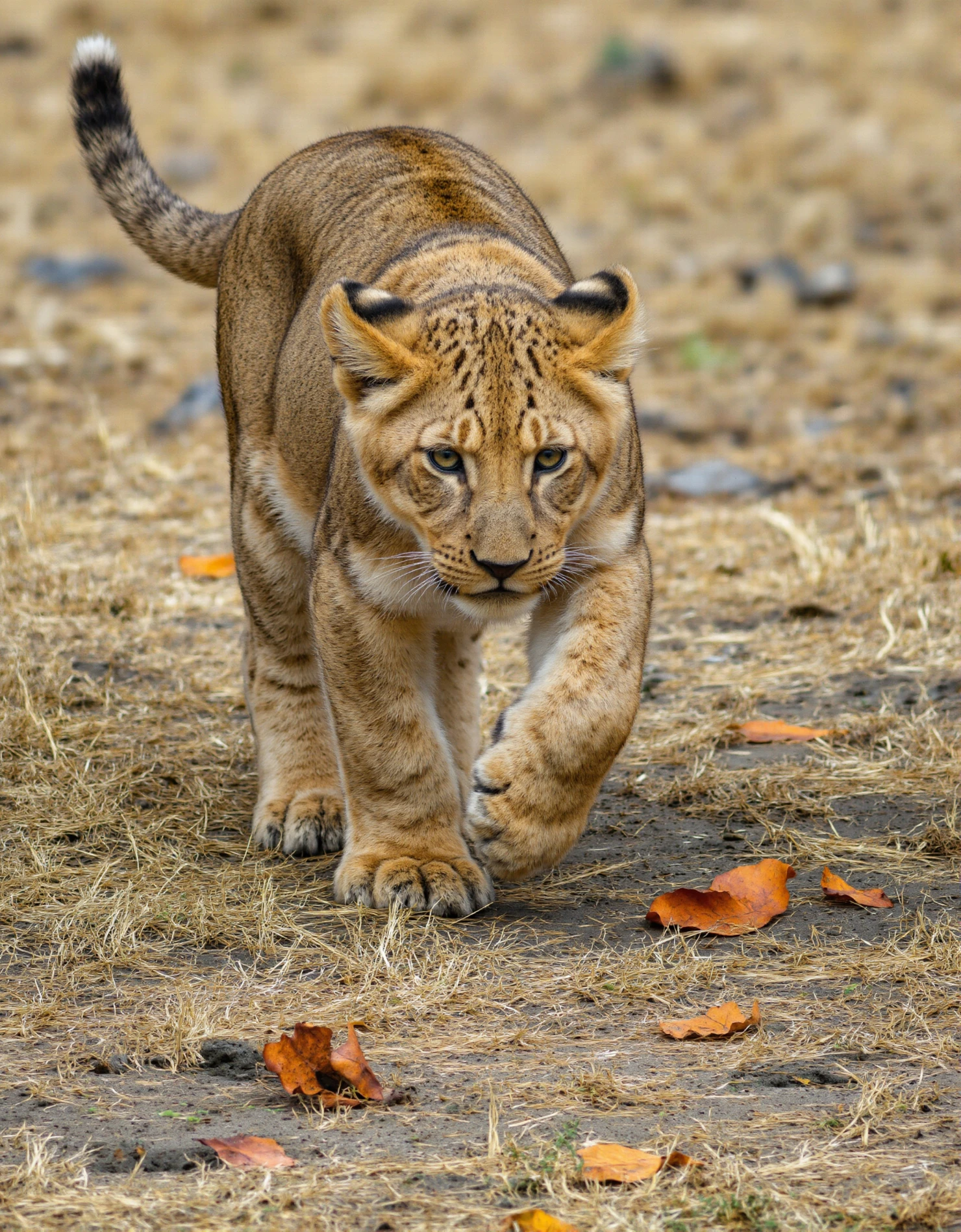 PowerfulYoung Lion Cub Strolling Forward #40603