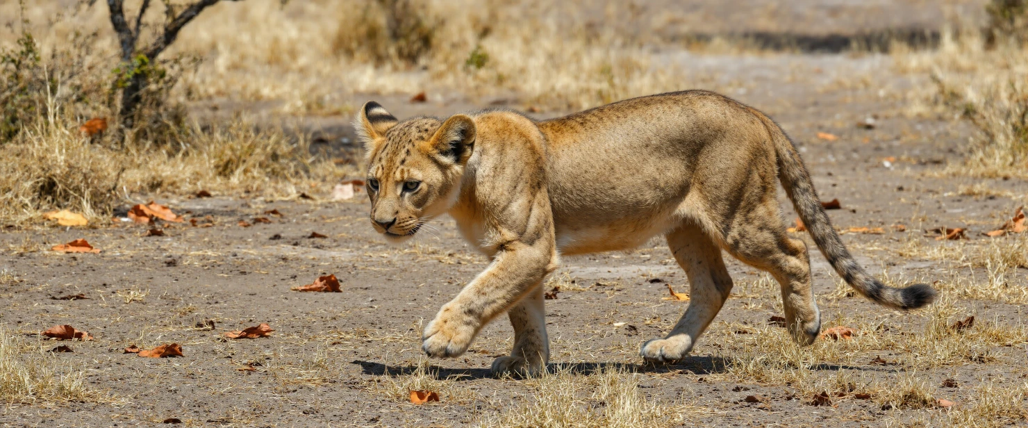 Young Lion Walking Through the Dry African Savanna #40604