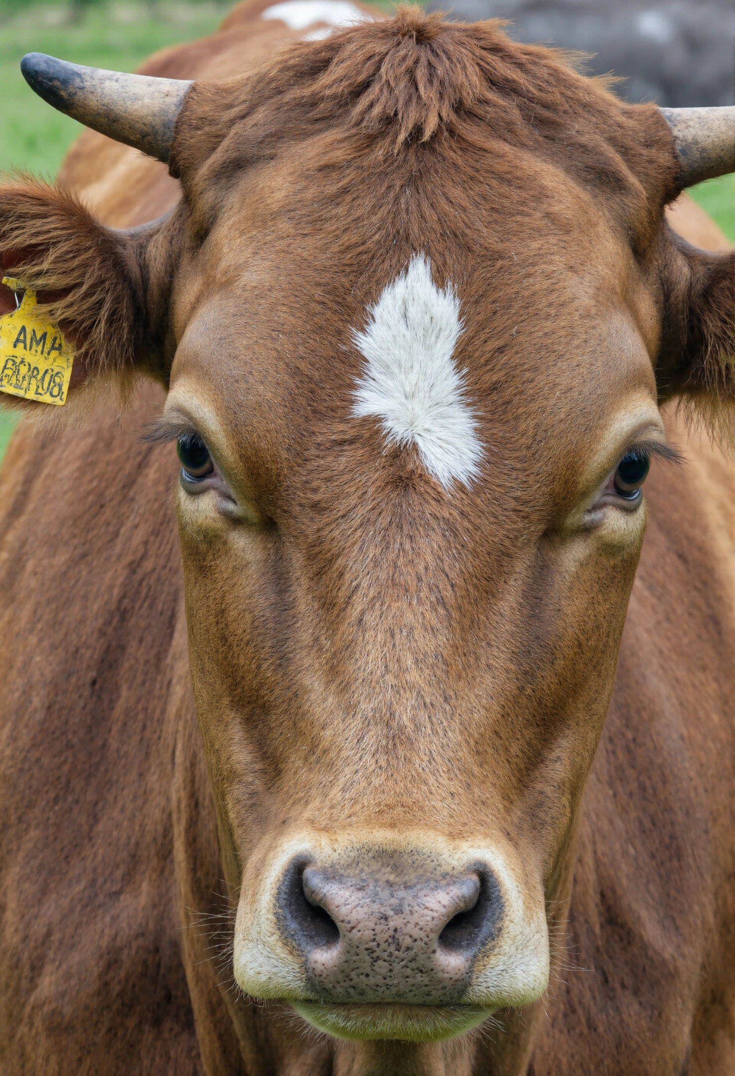 Close-up Portrait of a Brown Cow with Horns and Ear Tag #40605