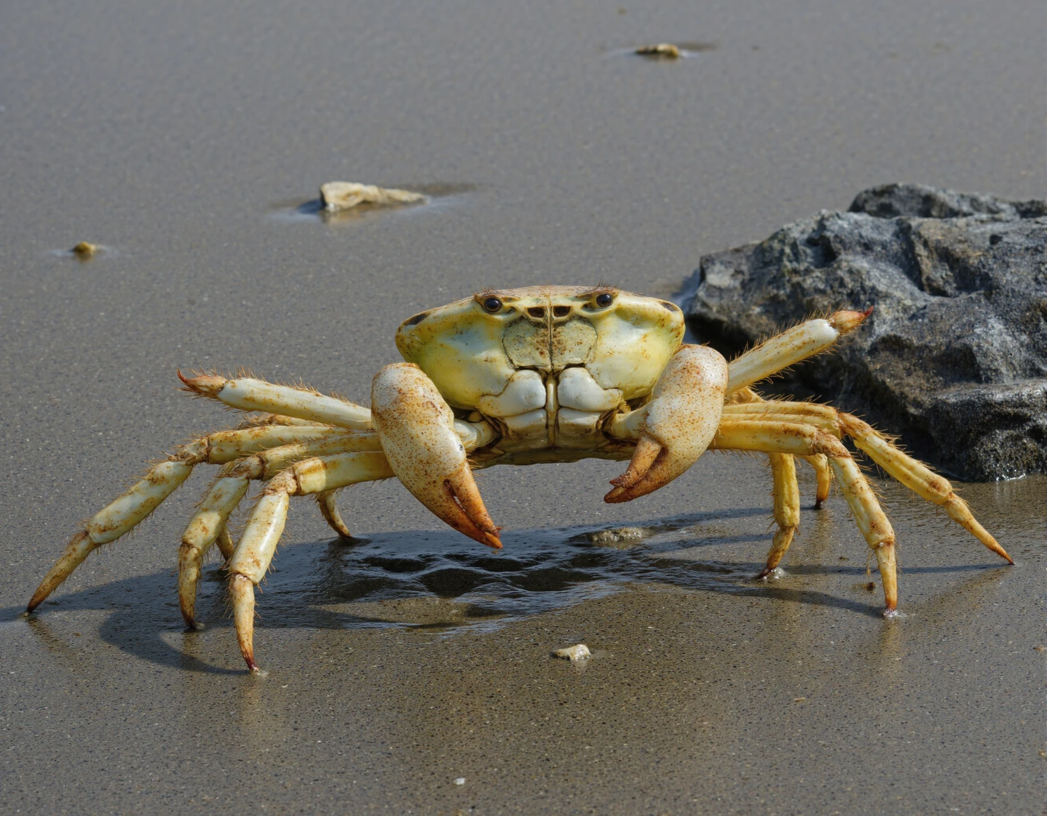 Light-Colored Crab on a Wet Sandy Beach #40607