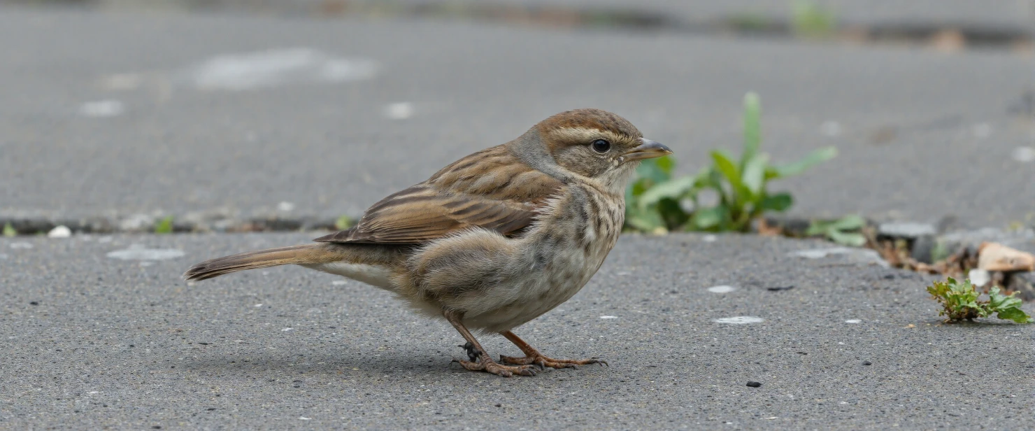 Small brown bird standing on urban pavement #40608