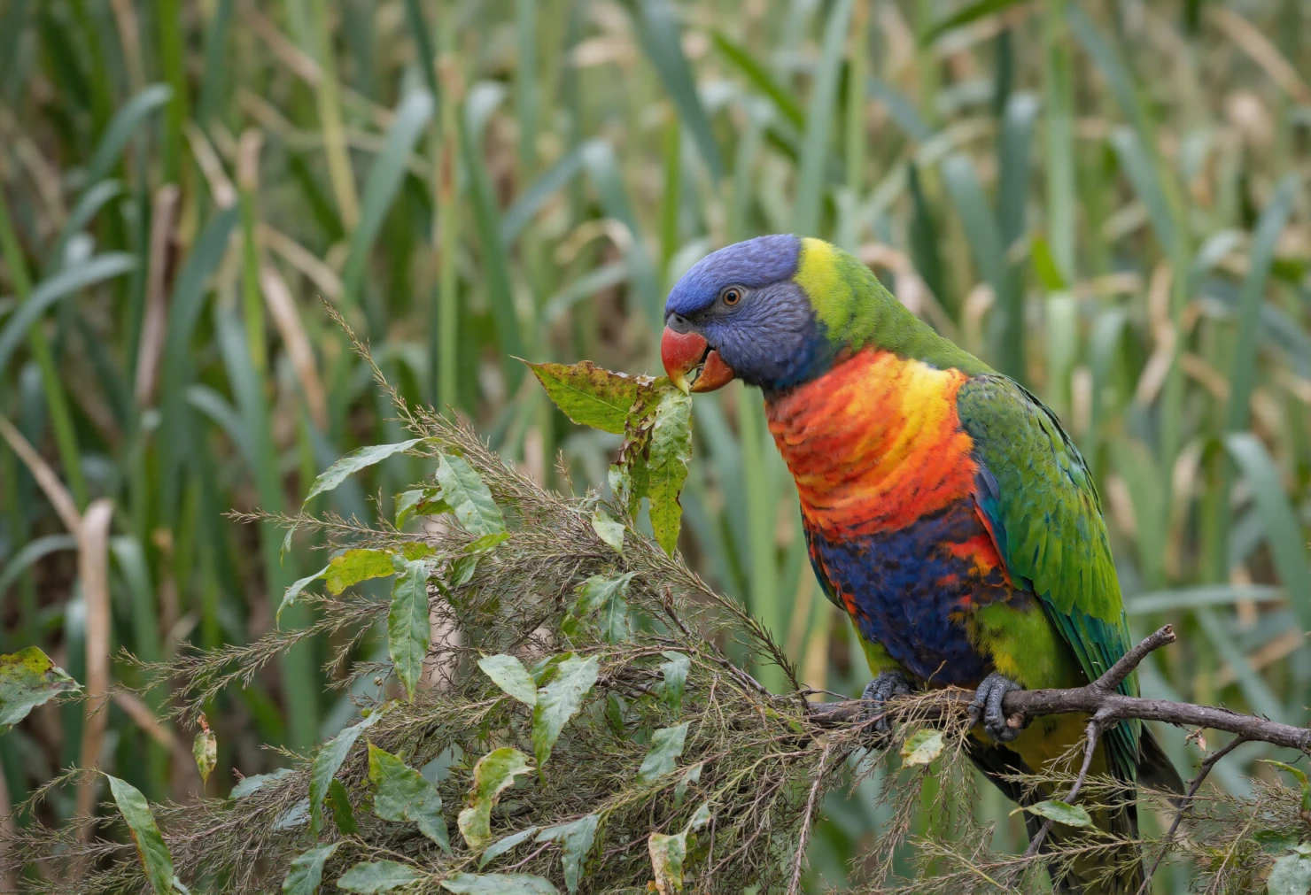 Vibrant Rainbow Lorikeet Perched in Green Foliage #40609