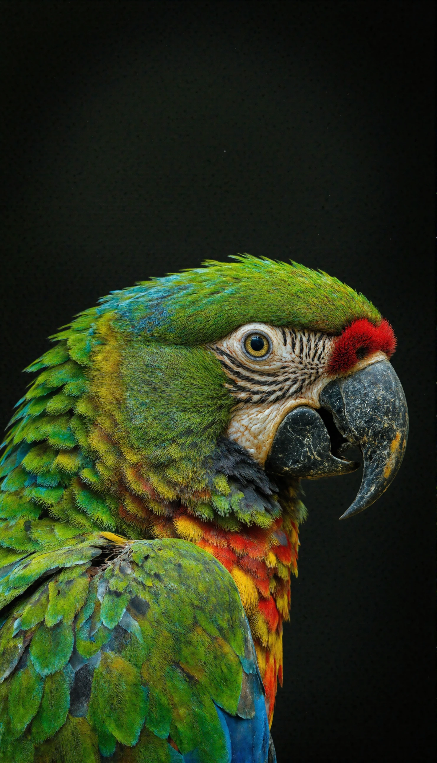 Vibrant Macaw Portrait with Striking Plumage #40610
