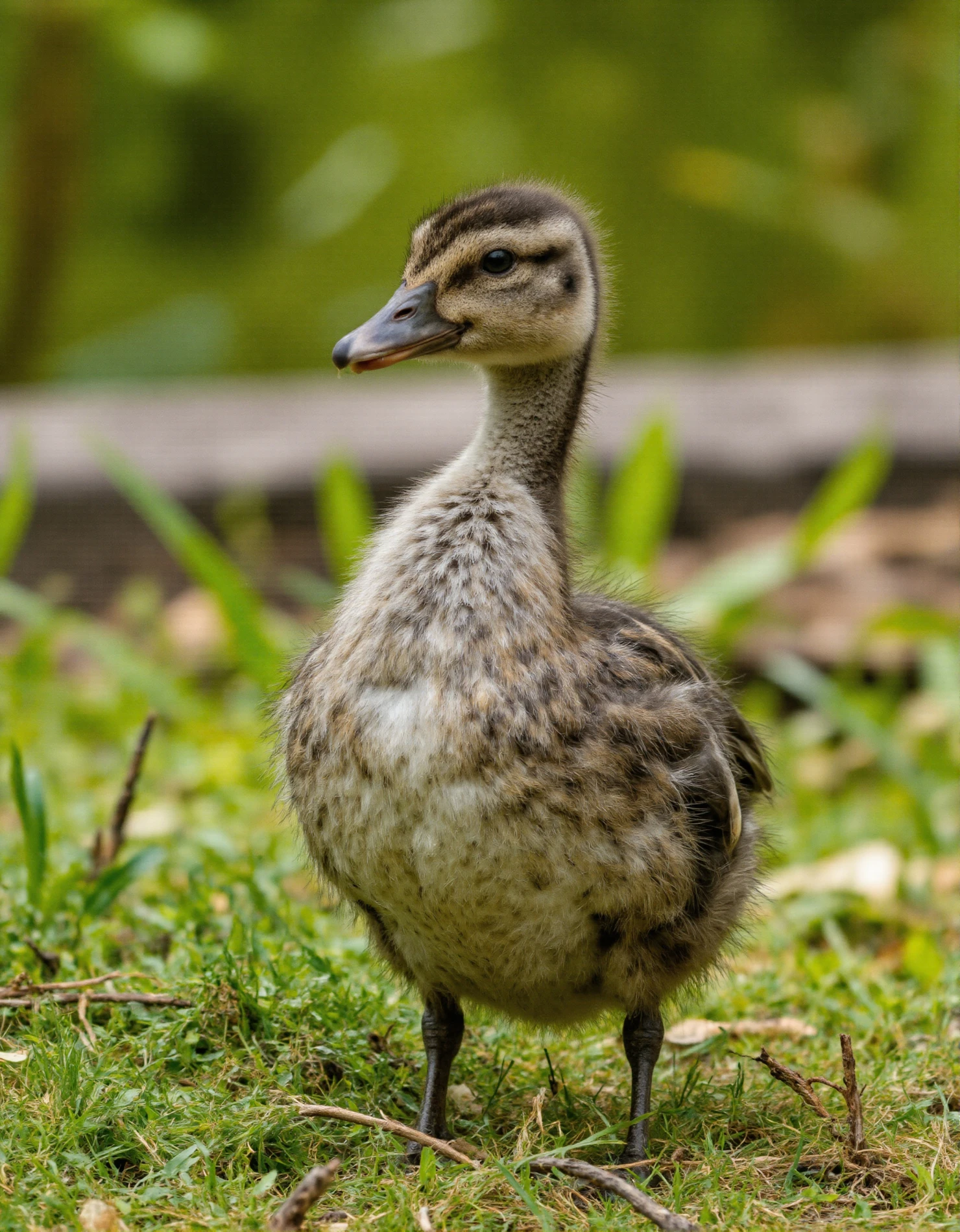 Cute Duckling Standing on Green Grass #40613