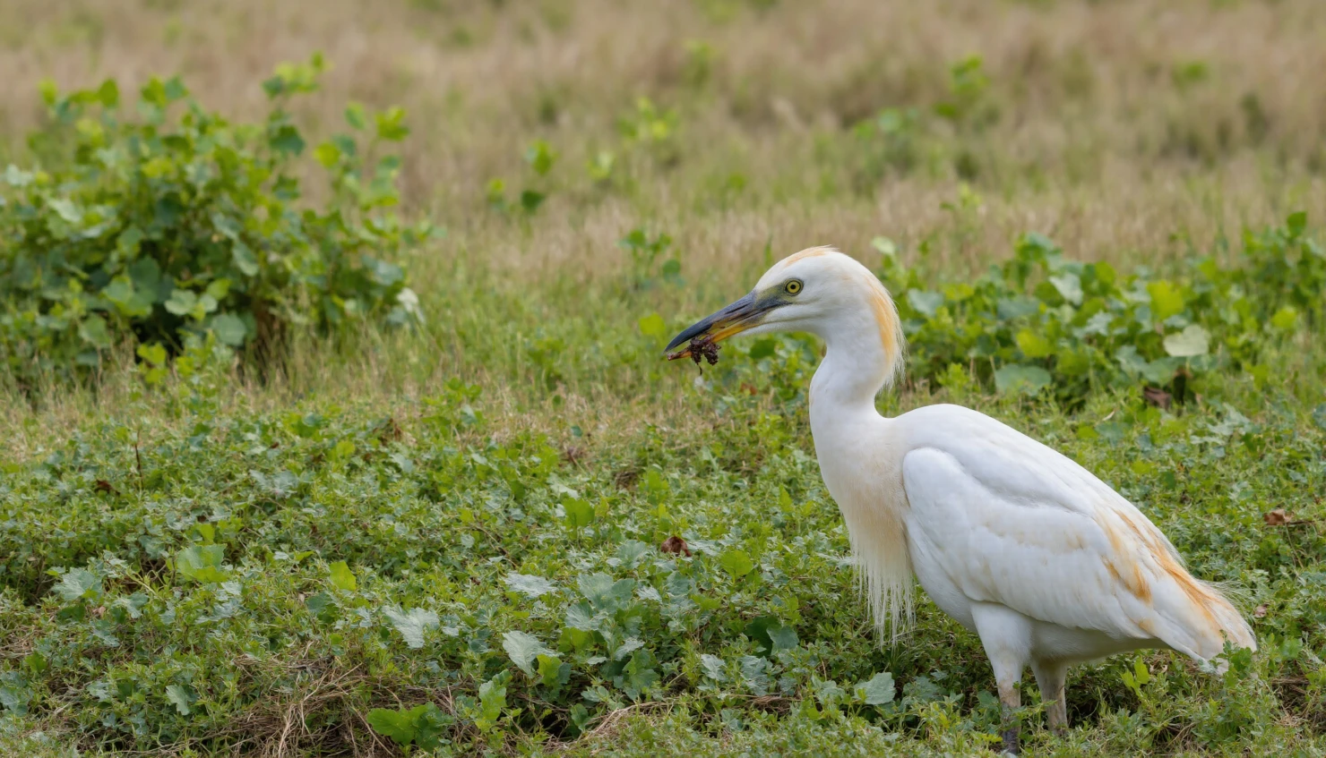 Egret Foraging in a Green Grassy Field #40614