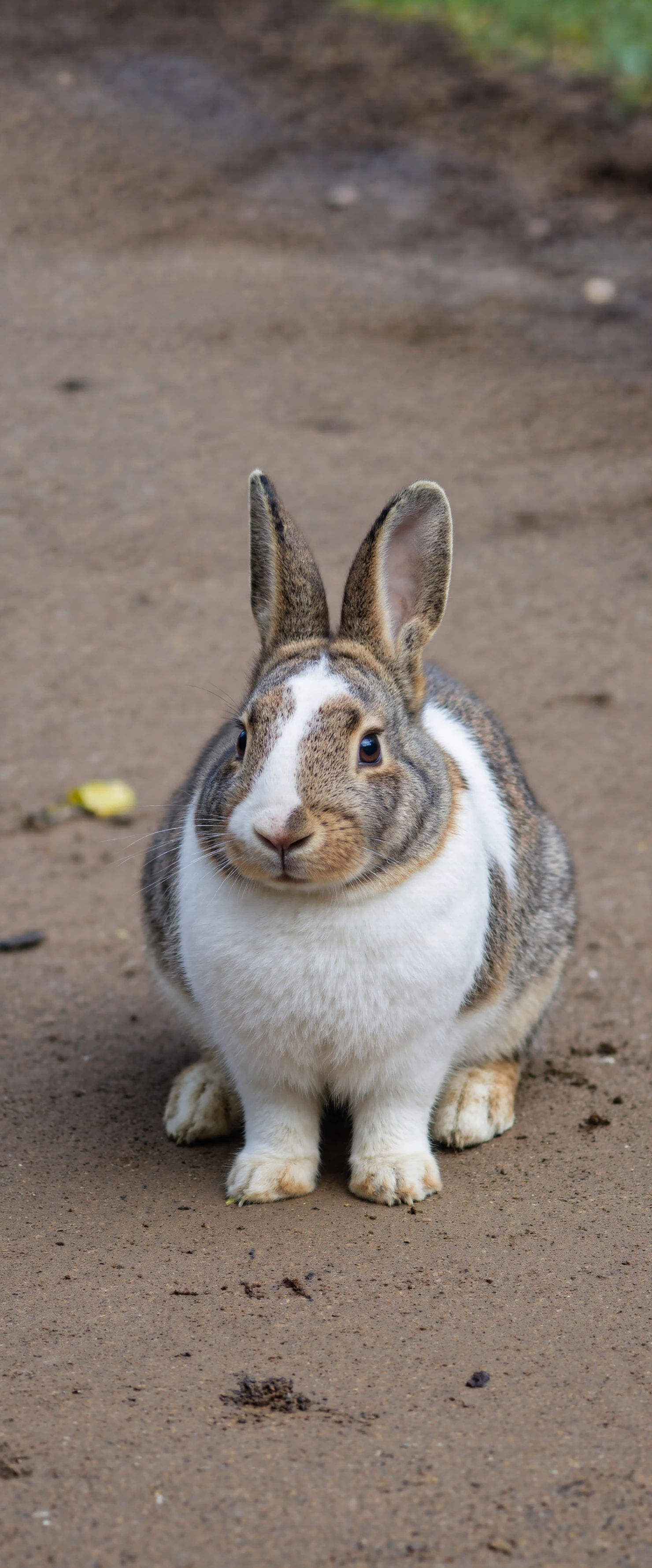 A cute brown and white rabbit sitting on the ground #40616