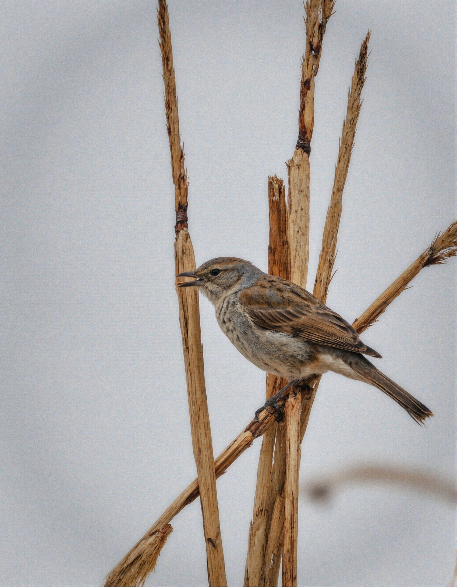 Small Bird Perched on Dry Reeds in Winter #40617