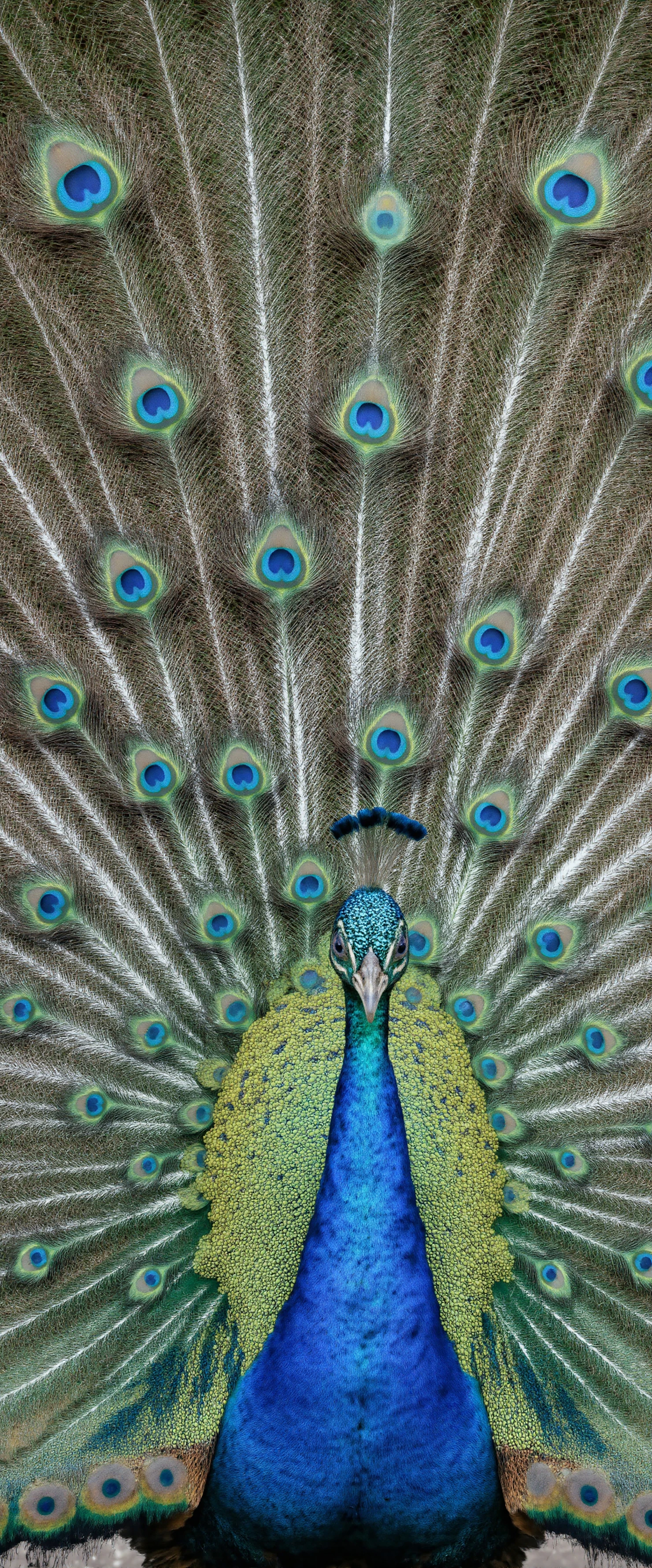 Majestic Peacock Displaying Its Vibrant Plumage #40618