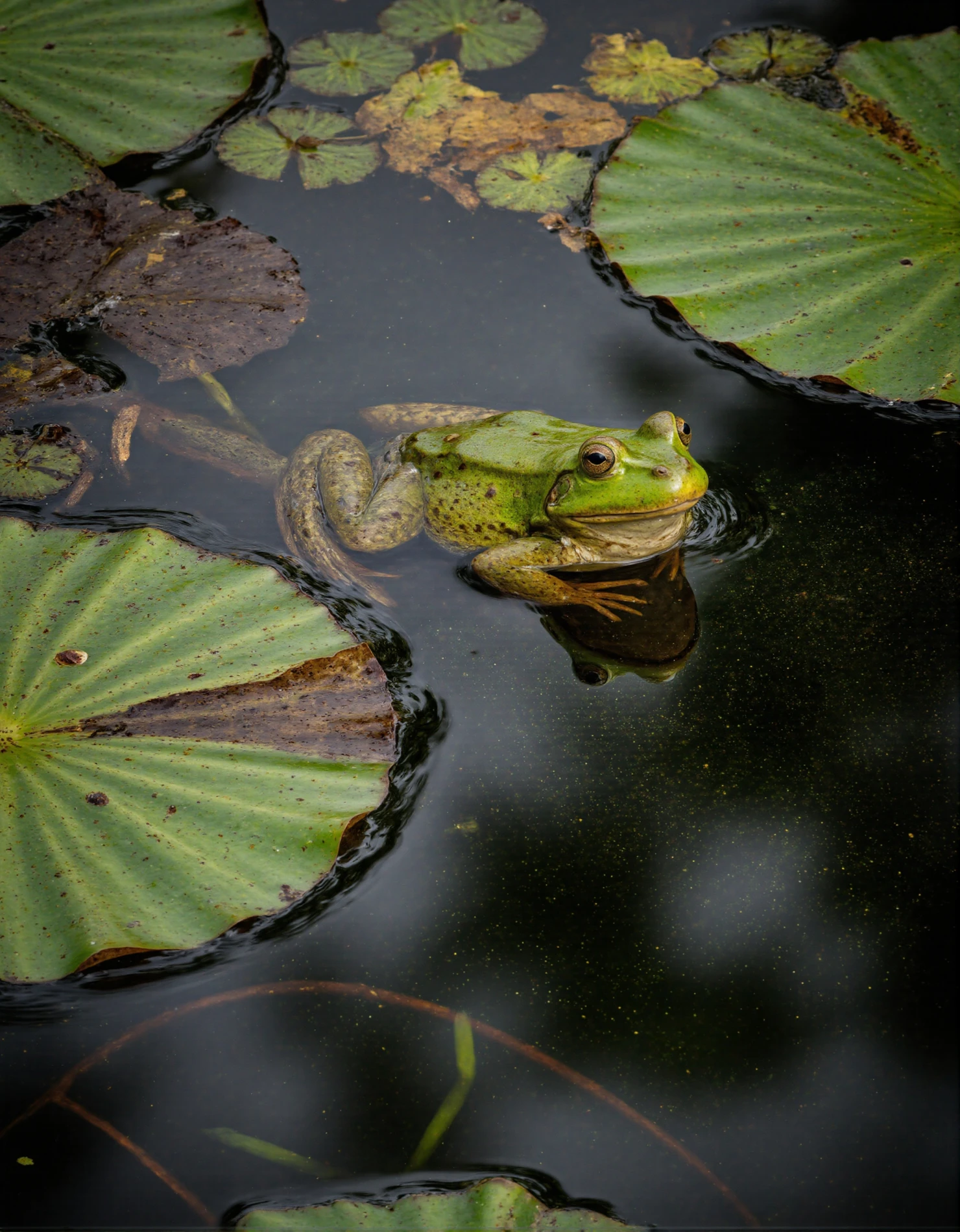Green Frog Resting Among Water Lilies #40620