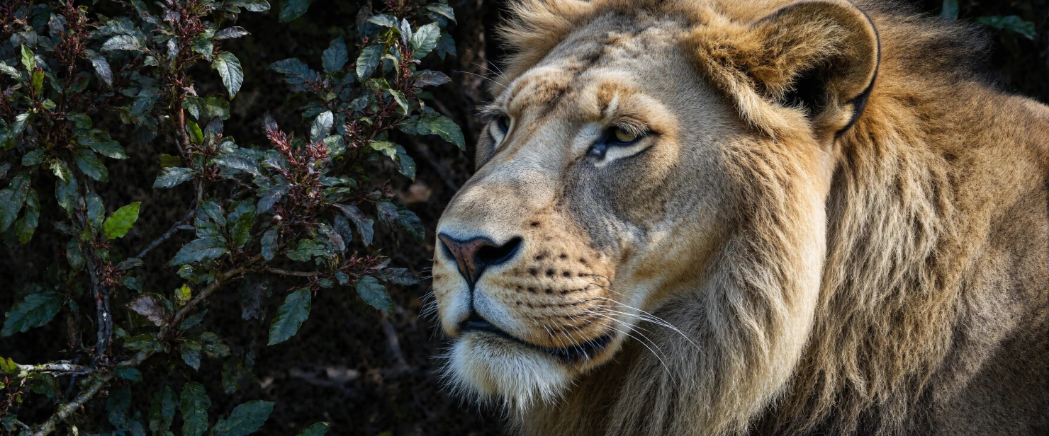 Majestic Lion in Profile #40622