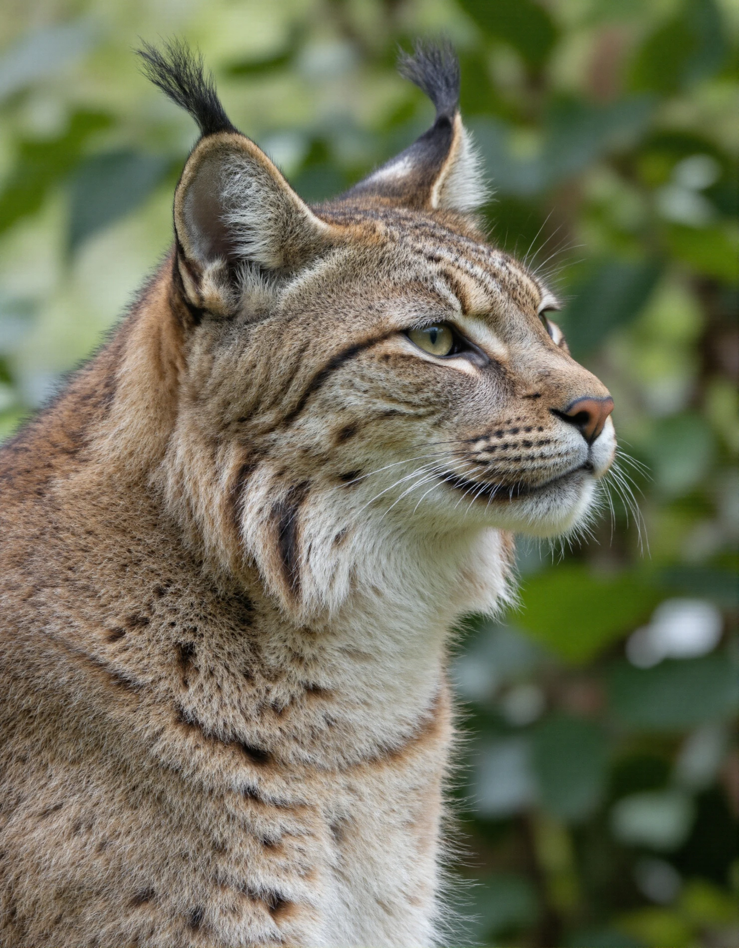 Majestic Lynx Portrait with Distinctive Ear Tufts #40628