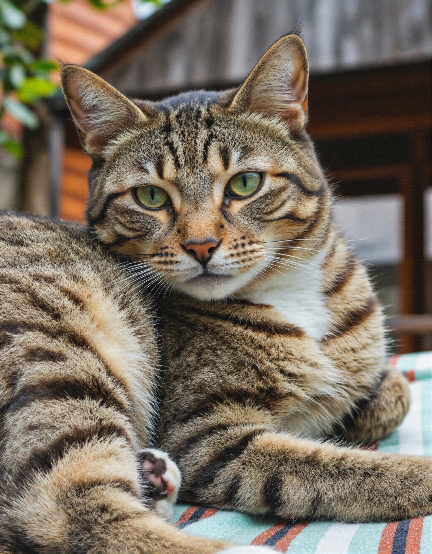 Close-up of a Tabby Cat with Green Eyes Relaxing Outdoors #40631